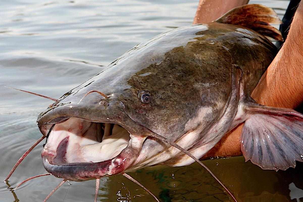 Eco-Friendly Catfishing: Sustainable Techniques & Habitat Preservation