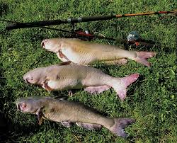 Catfish Fishing Rod: Characteristics, Use Cases, and Techniques