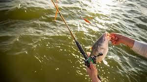 Catfish Fishing Tips: Essential Techniques for Success