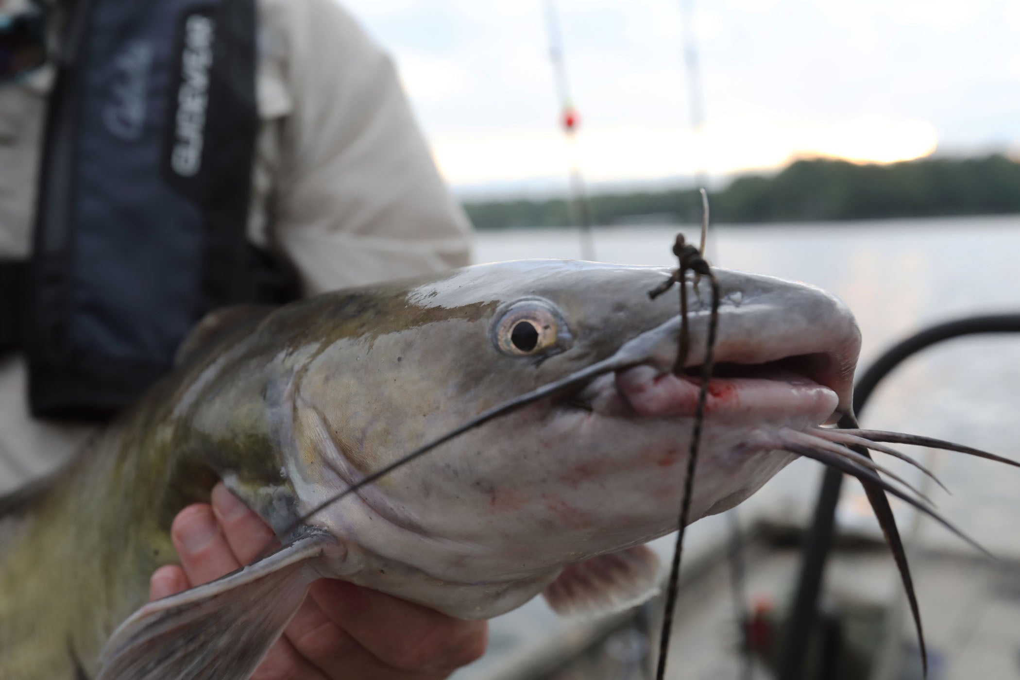 From Novice to Pro: A Complete Guide to Selecting Tcoedm Catfish Rod Action